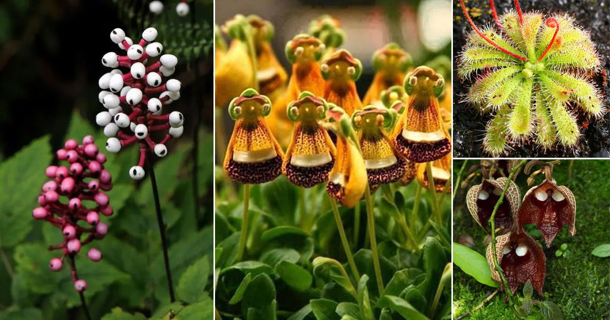 Halloween Houseplants That Look Like Alien Creatures