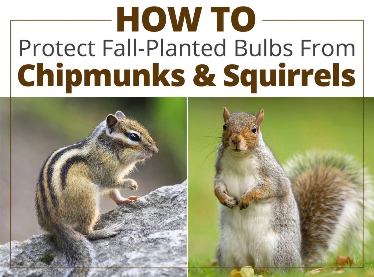 How To Protect Fall-Planted Bulbs From Critters