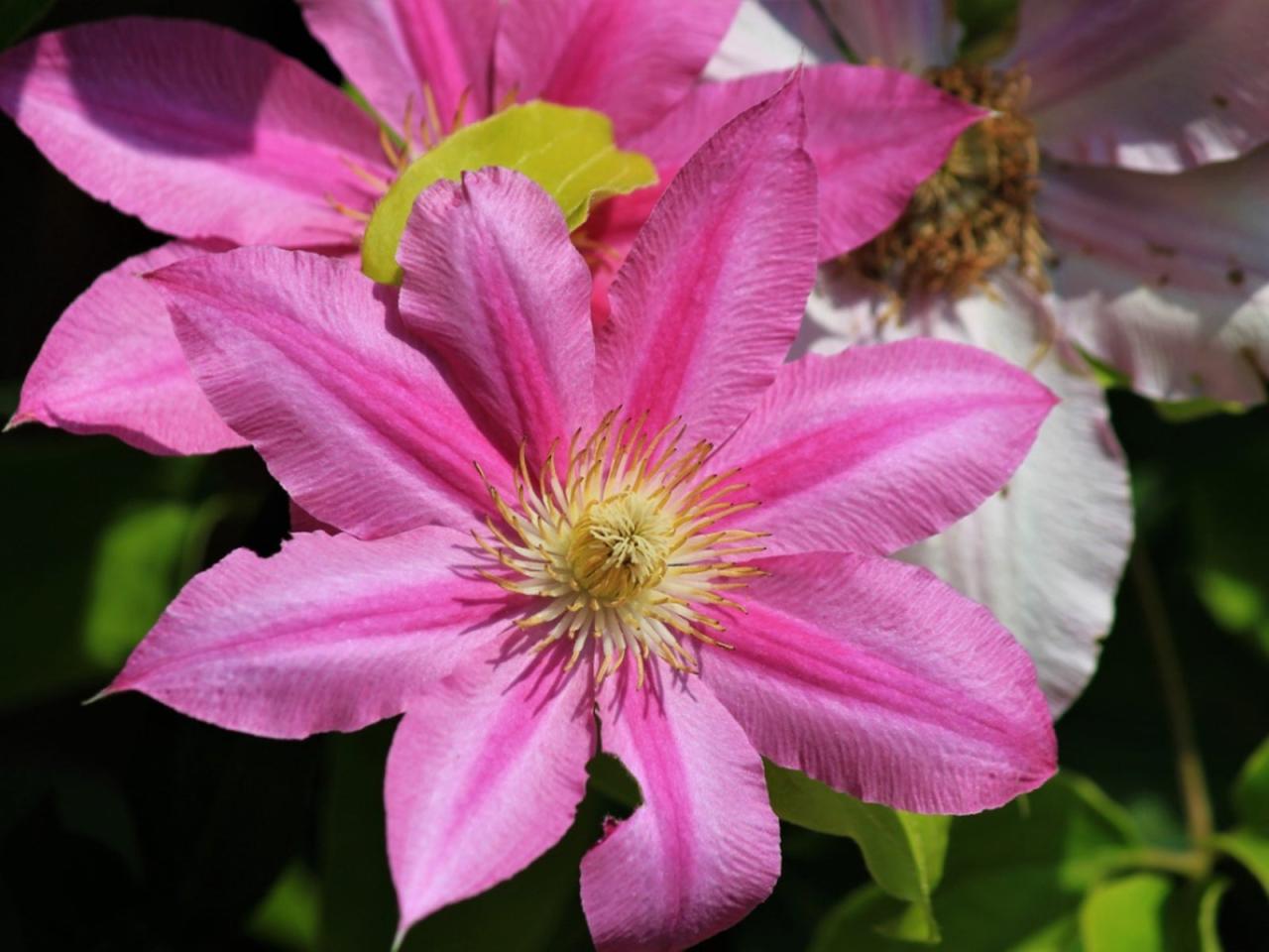 The Complete Clematis Propagation Guide for Enthusiasts