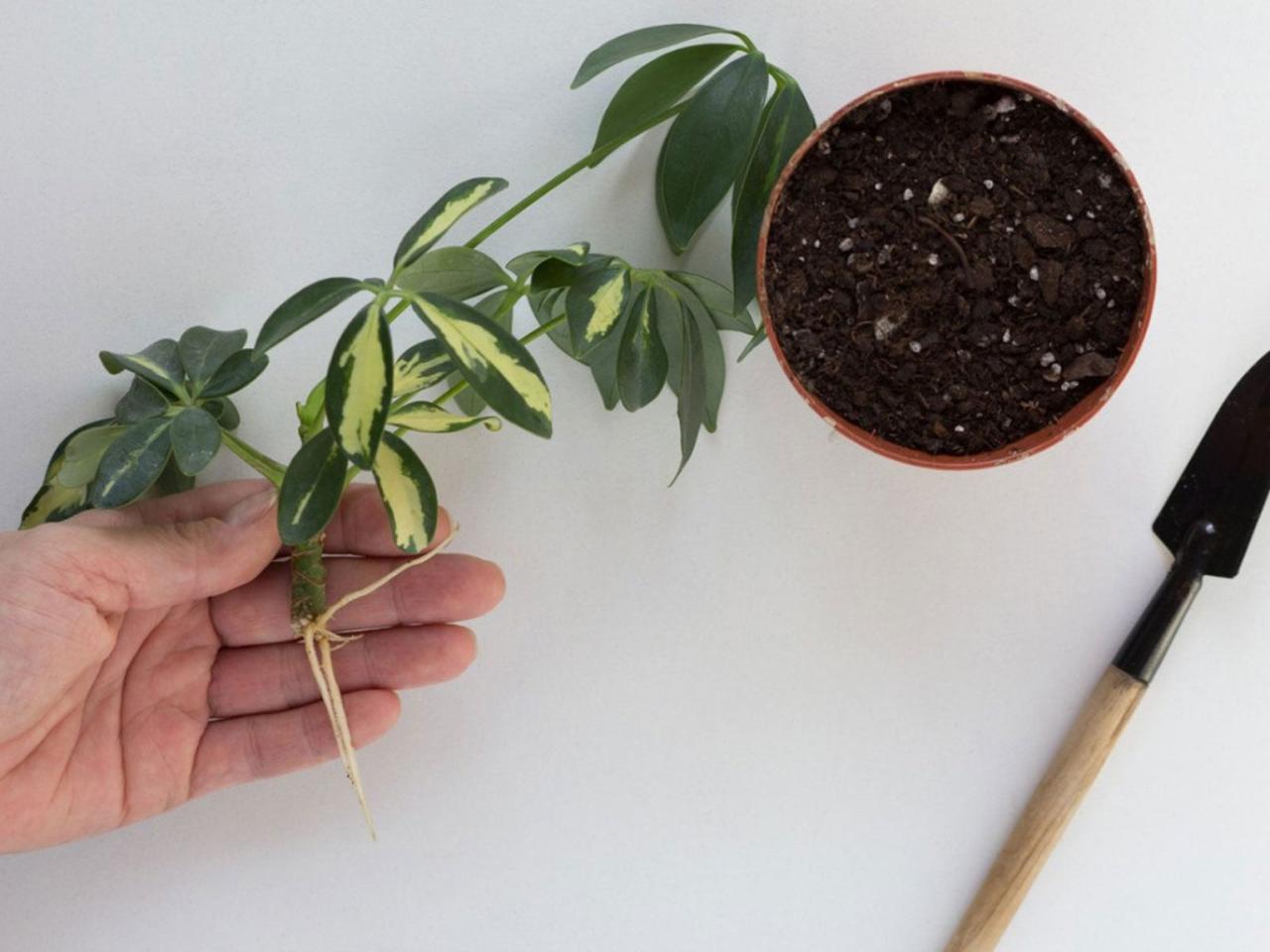 How to Easily Propagate Schefflera and Watch Your Garden Grow