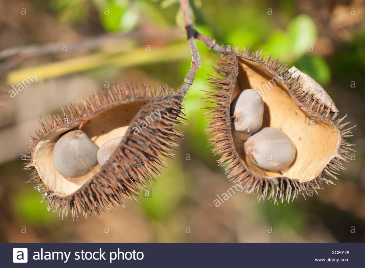 How Spiky Seeds Help Plants Spread Far and Wide